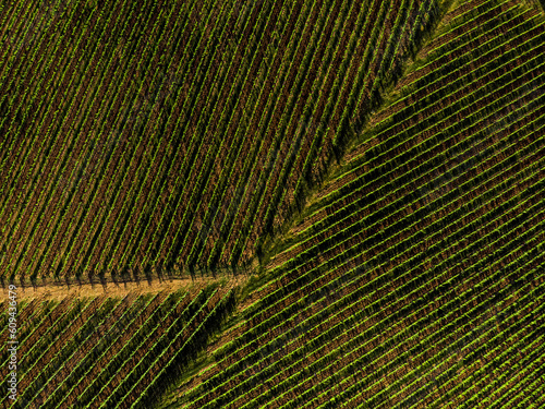 Overhead photo of vineyards in Tuscany at sunset