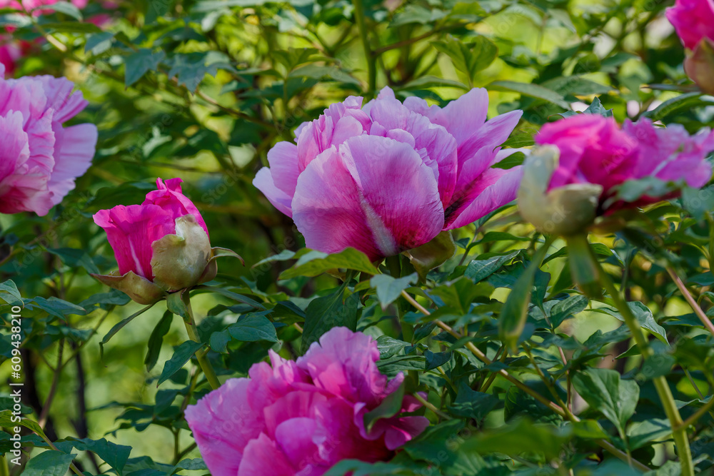 Moutan Tree Peony (Paeonia suffruticosa) in bloom