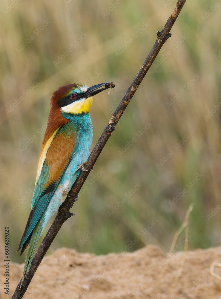 Fototapeta premium abejaruco