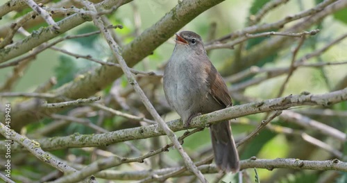 Cetti's warbler singing photo