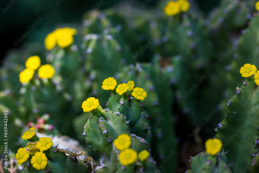 Succulent plant with yellow small flowers on a dark green background ...