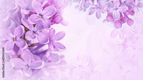 Floral spring background. Lilac bouquet pink flower petals. Close-up. Nature. Lilac bunch.