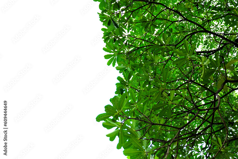 Obraz premium green leaves background