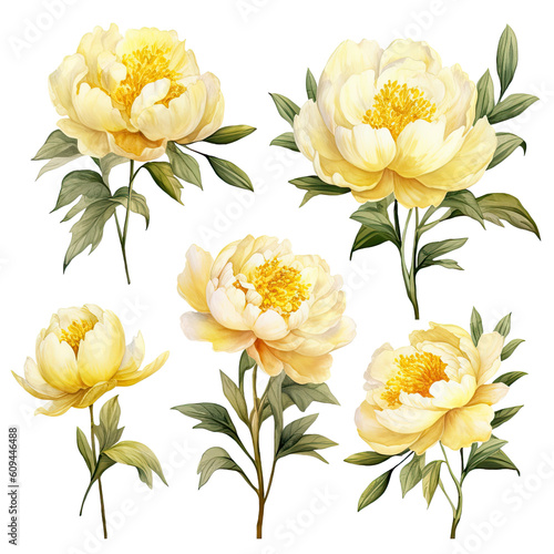 Fototapeta Naklejka Na Ścianę i Meble -  yellow peonies flower ,Watercolor collection of hand drawn flowers , Botanical plant illustration transparent background, PNG ,Generative AI