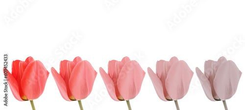 illustrazione con sequenza di fiori di tulipano dai colori desaturati su sfondo trasparente, elemento decorativo photo