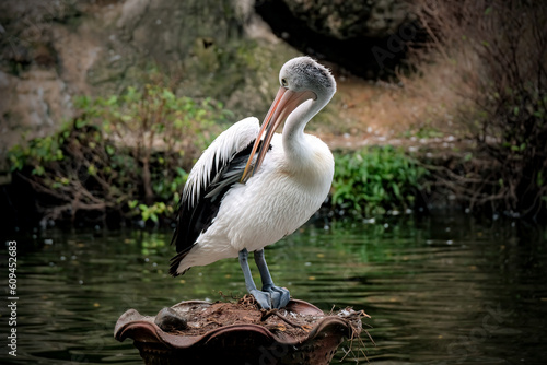 Canvastavla pelican on the water