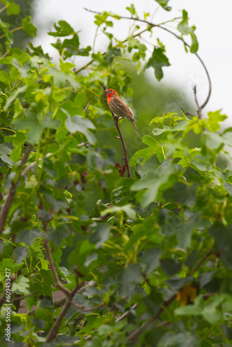 House Finch during Sunrise