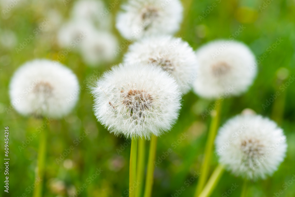 White dandelion flowers on green grass meadow White dandelion flowers on green grass meadow