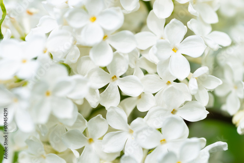 White lilac flowers macro background, flower background