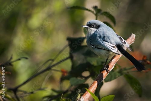 A male blue tacuarite (polioptila dumicola) posing in a branch in Buenos Aires Argentina. photo