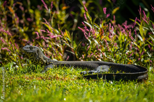 Rock monitor lizard near a river photo