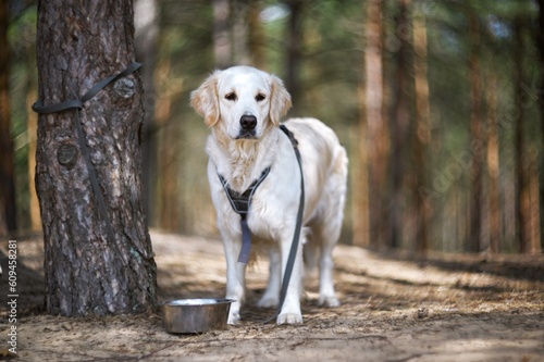 Golden retriever canine in the forest