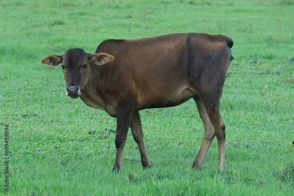 Black calf eating some grass and looking in the field Black calf eating some grass and looking in the field