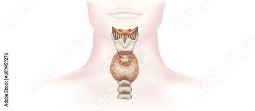 hypothyroidism vs hyperthyroidism. healthy and unhealthy thyroid test. Thyroid tumour and inflammation treatment. Parathyroid glands. neck pain and sore. Throat cancer and esophagus. Goitre problem. 