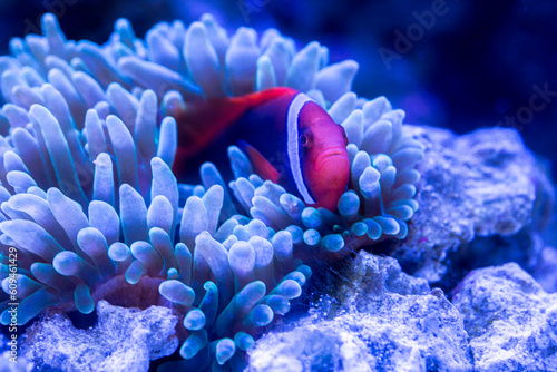 Tomato Clownfish and host anemone in underwater