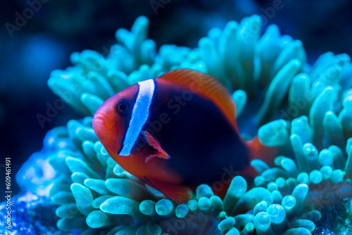 Tomato Clownfish and host anemone in underwater