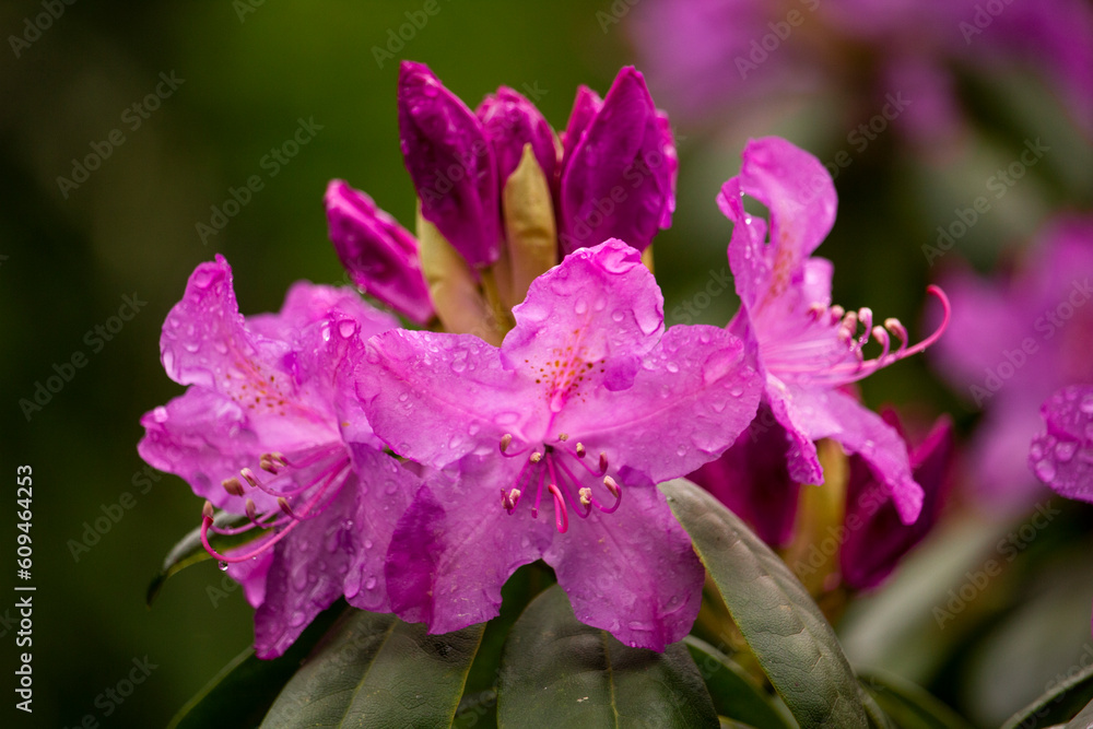 Obraz premium Rhododendron macrophyllum, Weltvogelpark Walsrode, Germany