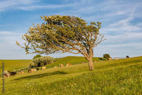 A windswept tree on Firle Beacon in the South Downs, with cattle grazing behind