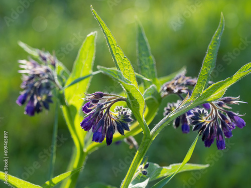 Beautiful blooming violet comfrey flowers - Symphytum officinale - in homemade garden. Illuminated by morning sunlight. Close-up.