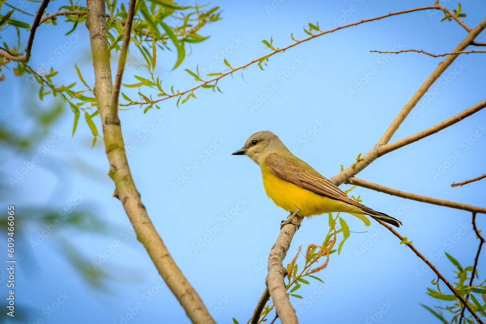 Fototapeta premium Western Kingbird (Tyrannus verticalis) perched in a tree