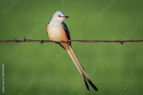 Scissor-tailed Flycatcher (Tyrannus forficatus) perched on a wire photo
