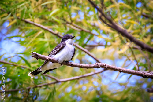 Eastern Kingbird (Tyrannus tyrannus) perched in a tree