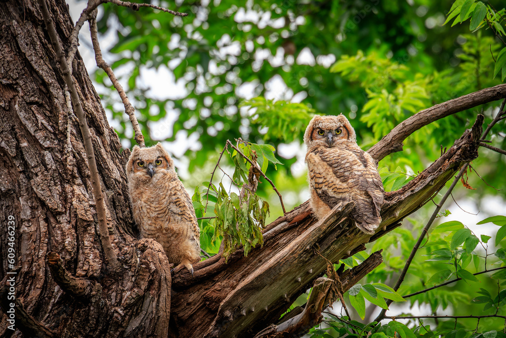 Great Horned Owl (Bubo virginianus) chicks in the nest