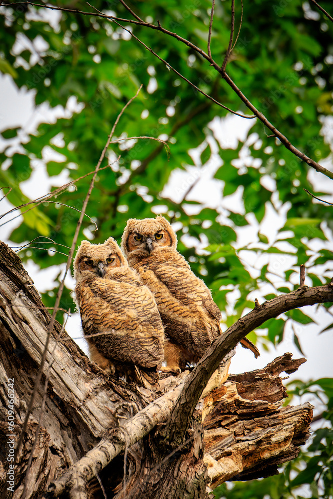 Great Horned Owl (Bubo virginianus) chicks in the nest Great Horned Owl (Bubo virginianus) chicks in the nest