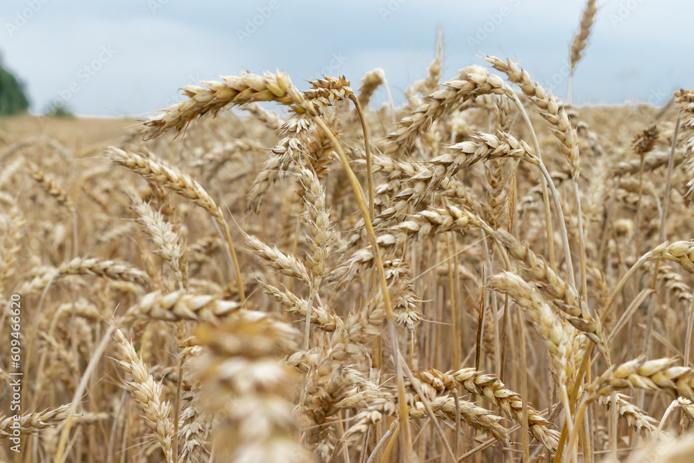 Fototapeta premium A yellow agricultural field with ripe wheat and a blue sky with clouds above it is the background of ripening ears of yellow wheat fields at sunset of a cloudy sky. Copying the horizon space