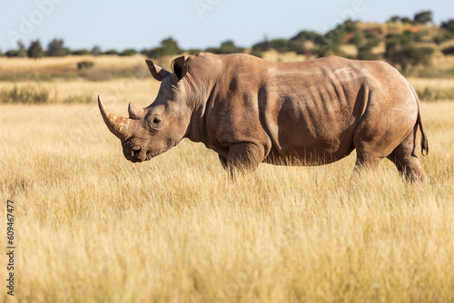 Southern African White Rhino Ceratotherium simum grazing in the Kalahari
