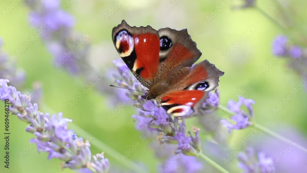 Butterfly Peacock eye collect nectar from lavender flower in garden Butterfly Peacock eye collect nectar from lavender flower in garden