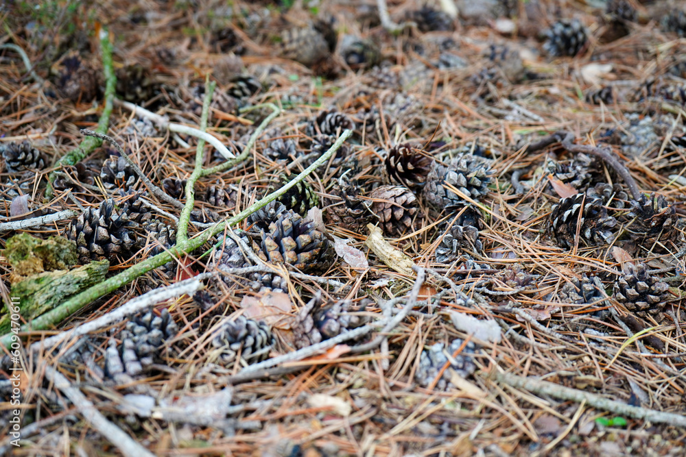 Close up of pine cones and needles on the forest floor