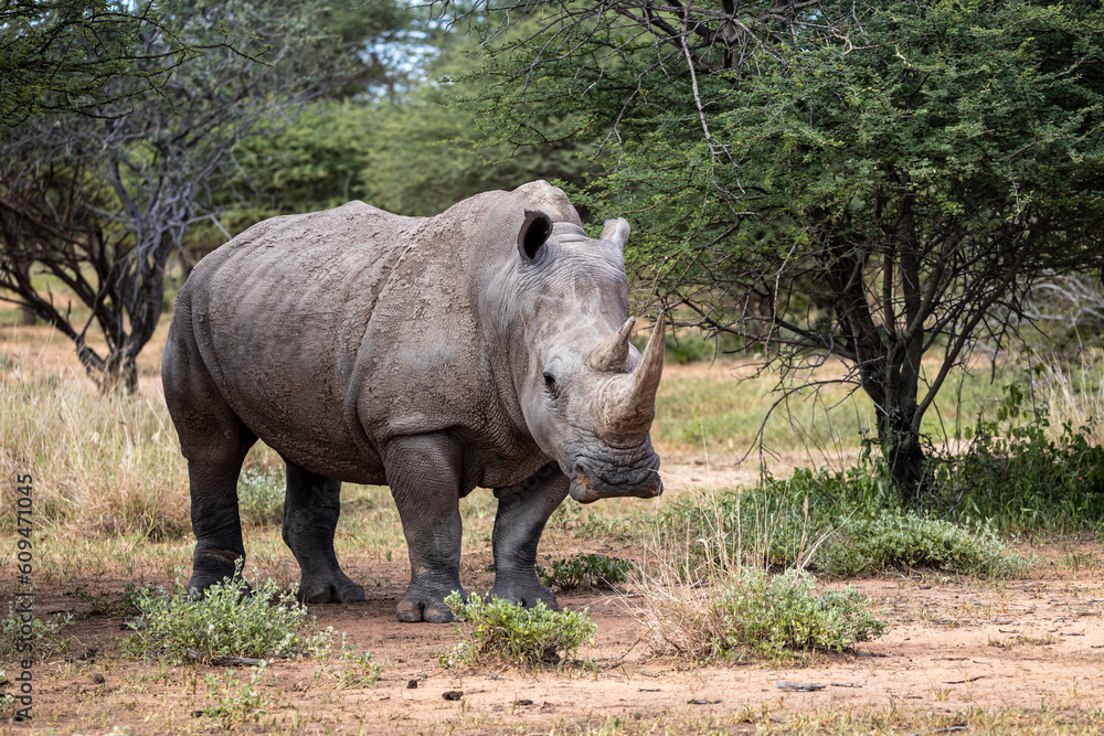Obraz premium Male Southern African White Rhino in natural habitat Ceratotherium simum