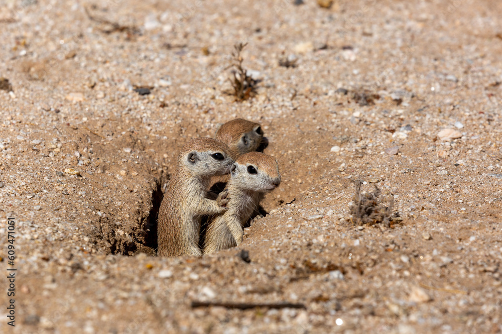 Obraz premium Juvenile round-tailed ground squirrel, Xerospermophilus tereticaudus, siblings, playing and hanging out at the entrance to their burrow. Adorable and cute rodents in the Sonoran Desert. Tucson, AZ.