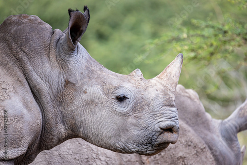 Portrait of Young Southern African White Rhino in natural habitat Ceratotherium simum