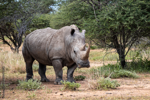 Male Southern African White Rhino in natural habitat Ceratotherium simum photo
