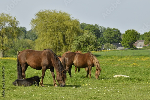 Chevaux broutant de l'herbe dans l'une des pâturages à Braine-le-Comte  © Photocolorsteph