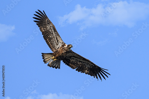 Juvenile bald eagle in flight