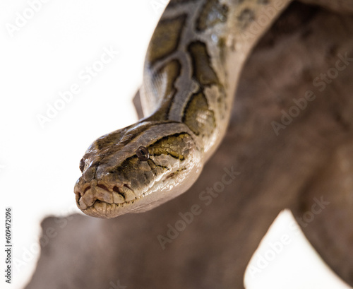 Close-up of a python. Snake isolated on a blurred background. Snake head and eyes.