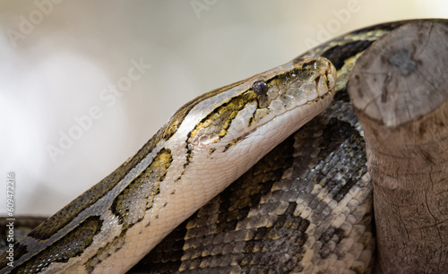 Close-up of a python. Snake isolated on a blurred background. Snake head and eyes. photo