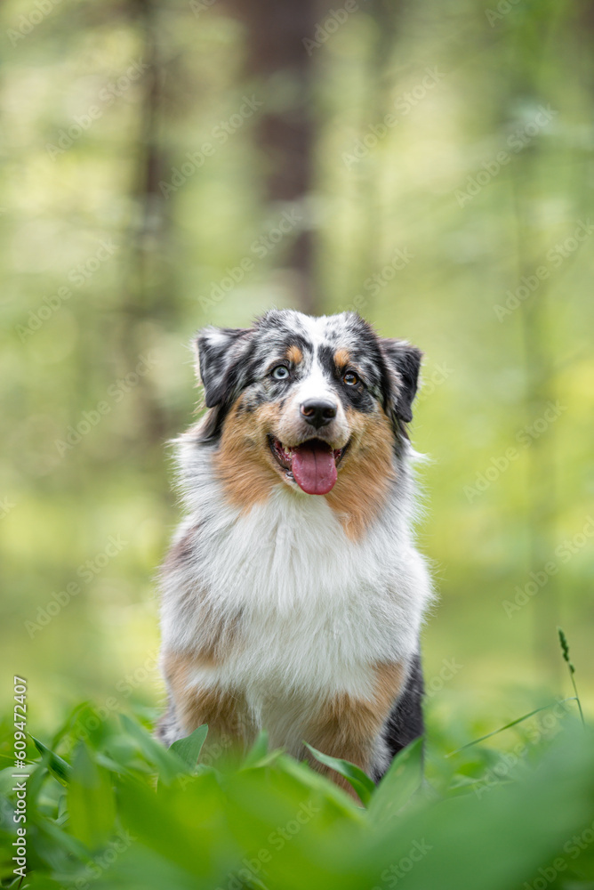 Beautiful merle Australian Shepherd with blue eye, Aussie with two different eye colors portrait outdoor, green blurred background in the forest, on the spring grass