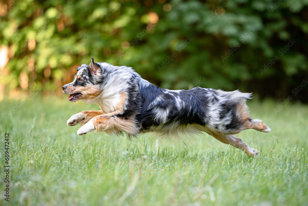 Beautiful merle Australian Shepherd with blue eye, Aussie with two different eye colors running outdoor, green blurred background in the forest, on the spring grass