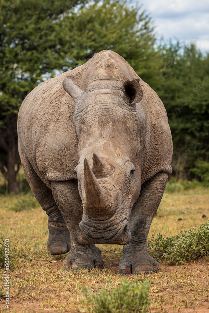 Fototapeta premium Male Southern African White Rhino in natural habitat in Namibia Ceratotherium simum