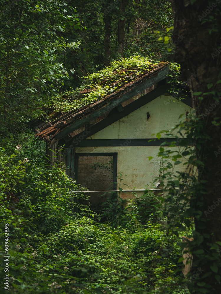 Old ruined house in the middle of the forest