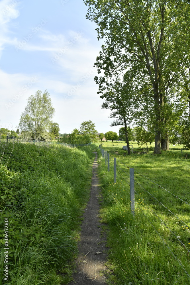 Sentier sous l'ombre des arbres à Braine-le-Comte Sentier sous l'ombre des arbres à Braine-le-Comte
