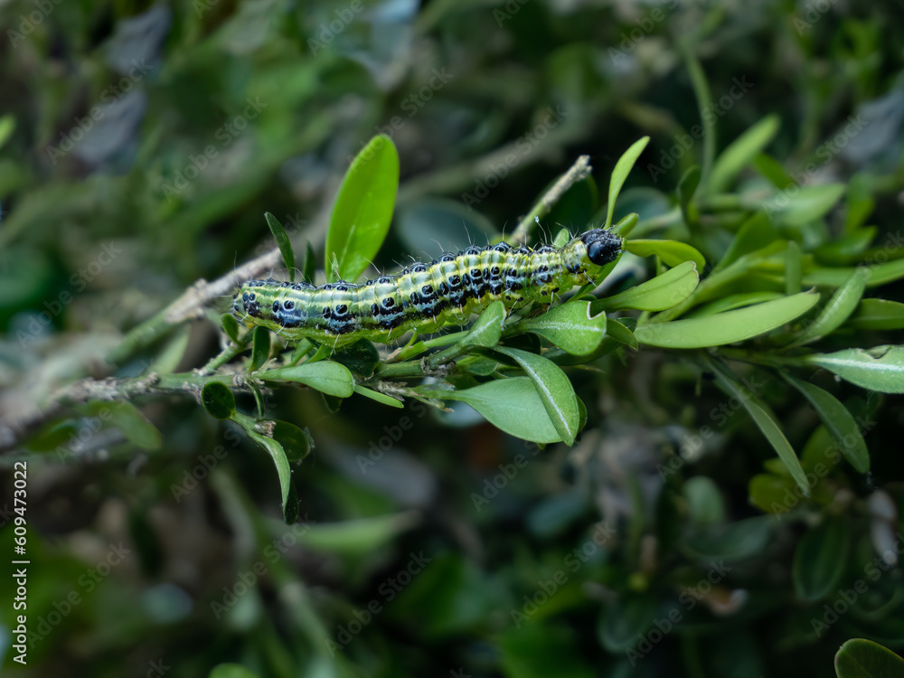 Raupe Buchsbaumzünsler (Cydalima perspectalis)