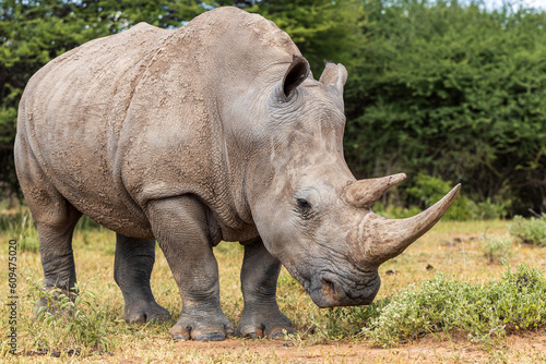 Male Southern African White Rhino in Natural Habitat close portrait Ceratotherium simum