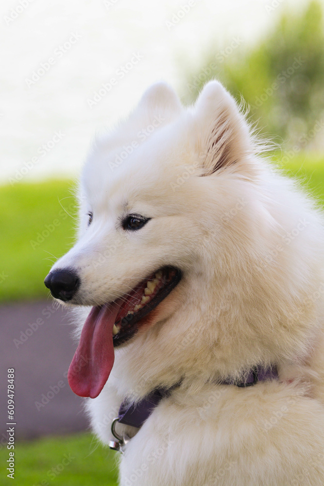 close up of a white dog close up of a white dog