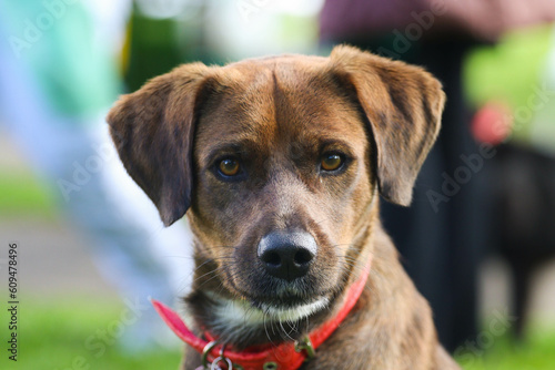 portrait of a dachshund