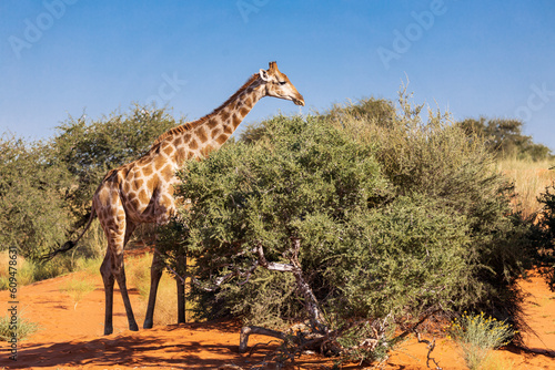 Namibian giraffe in the red dunes of the Kalahari desert feeding on green acacia tree Giraffa camelopardalis angolensis